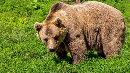 Alertă în Sibiu! Un urs a fost văzut la marginea orașului pentru a treia oară în decurs de o lună. Ce spun jandarmii